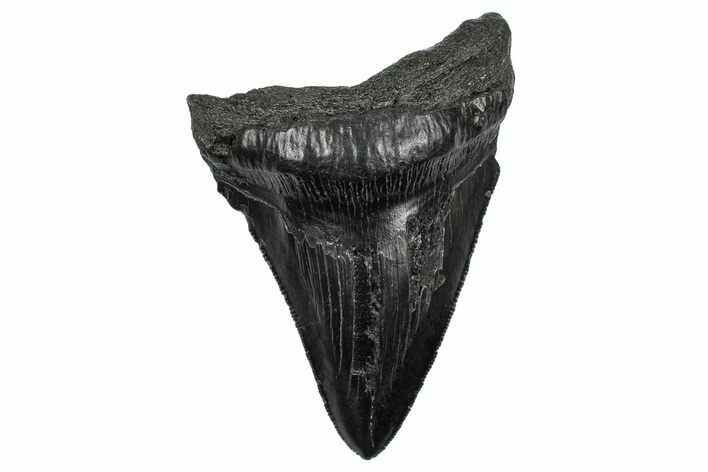 Serrated, Fossil Megalodon Tooth - South Carolina #340193